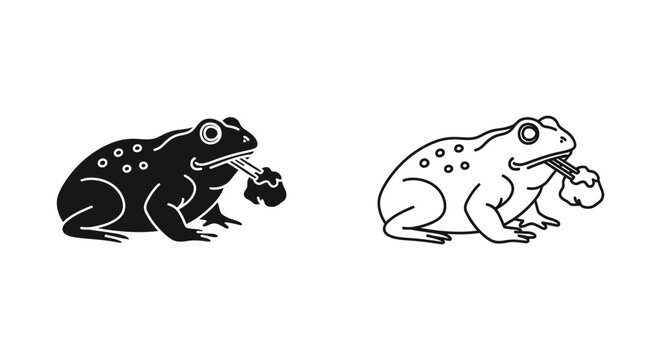 Frog Anatomy Comparison Illustration Vector