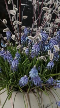 Close-up of a spring floral arrangement featuring vibrant blue grape hyacinth (Muscari) flowers nestled among soft, fuzzy pussy willow catkins. Dense green foliage and delicate textures of this season
