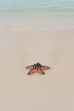 Starfish on the shore with gentle waves at the beach