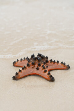 Starfish on the shore with gentle waves at the beach