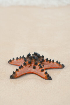 Starfish on the shore with gentle waves at the beach