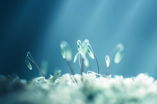 Fleur en macro minimaliste sur fond flou