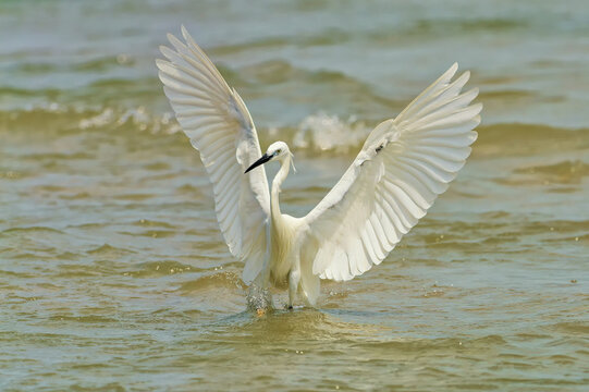Seidenreiher im Meer in Thailand