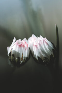 Fleur en macro minimaliste sur fond flou