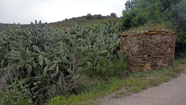 Kaktushecke eines Hofes am Rande von Mealha, Algarve