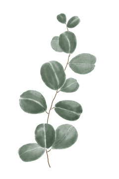 Watercolor eucalyptus branch with green leaves isolated on transparent background