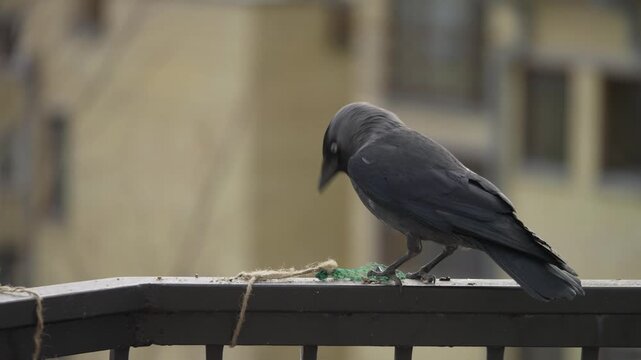Single jackdaw feeding on railing in soft urban background