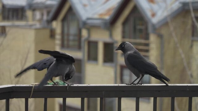 Two jackdaws feeding on railing before taking off together