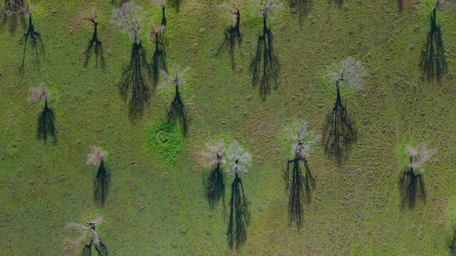 Aerial view from a drone of oak and gall oak woodlands in the Campo de Yeltes region. Arribes del Duero Natural Park. Salamanca. Castile and Le&oacute;n. Spain. Europe
