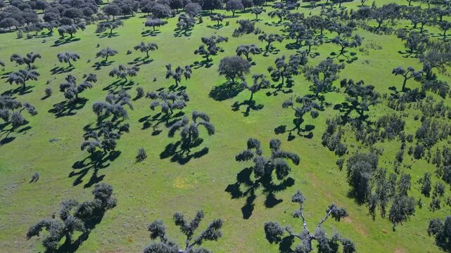Aerial view from a drone of holm oak pastures near the Hermitage of Our Lady of Cueto. Campo Charro. Campo de Salamanca region. Salamanca. Castile and Le&oacute;n. Spain. Europe