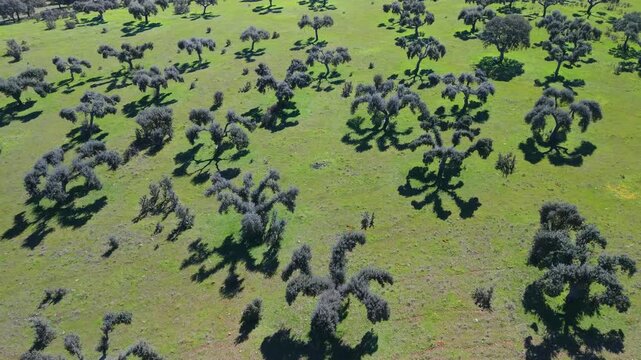 Aerial view from a drone of holm oak pastures near the Hermitage of Our Lady of Cueto. Campo Charro. Campo de Salamanca region. Salamanca. Castile and Le&oacute;n. Spain. Europe