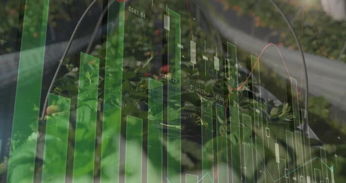 Camera shifting focus while financial overlay animating and revealing wrapped stem in leafy plants