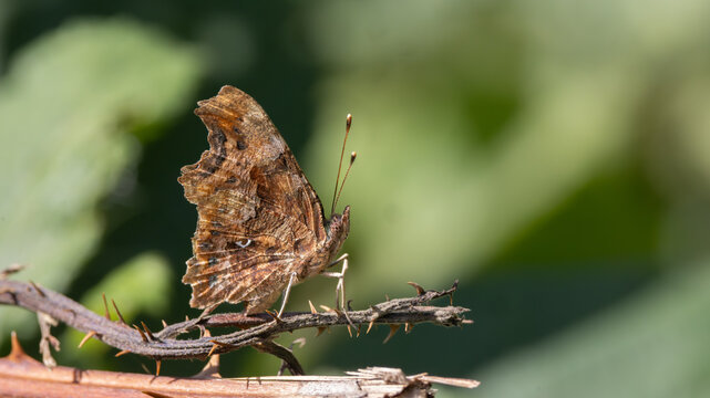 Comma Butterfly (Polygonia c-album)  Showing Underwing on a Bramble