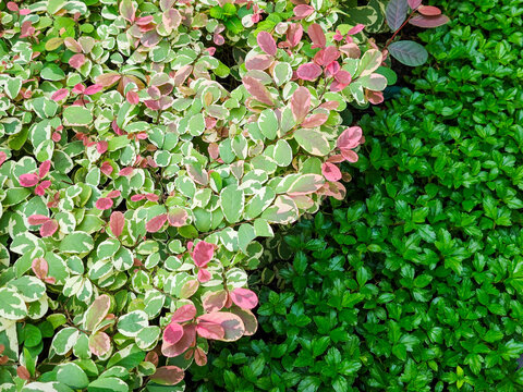 Breynia disticha (snow bush) with variegated foliage of green, white, and pinkish tones arranged alongside Sphagneticola trilobata (Wedelia Bay Biscayne) forming a dense green groundcover