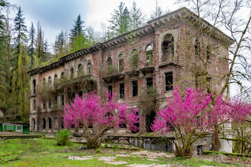 Obraz premium Abandoned neoclassical buildings in the ghost town of Akarmara. Ruined brick facades with arched windows and blooming pink cercis trees in a mystical mountain valley in spring. Abkhazia.