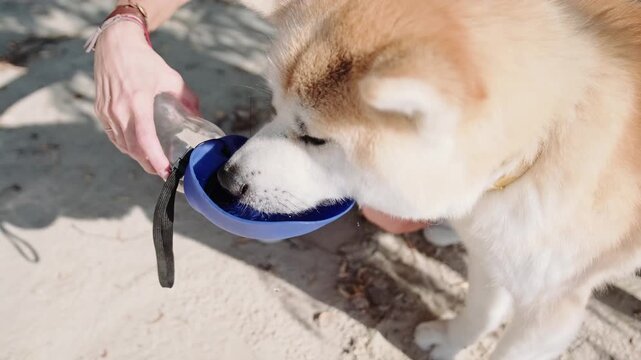 Dog drinking water from portable dog drinker in woman hand