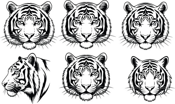 Tiger head illustration collection with front and side views detailed hand drawn wild animal sketch vector set isolated on white background