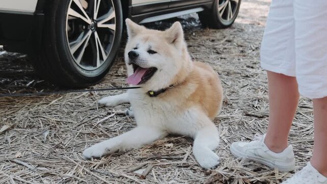 Akita Inu lying on the ground near the car. Boy standing near dog