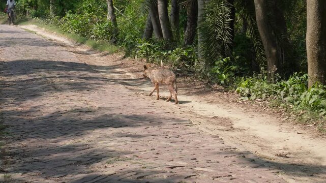 Young Dhole Prowling in Forest Trail