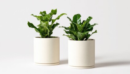 Fototapeta premium Two vibrant green plants with textured leaves in matching cream-colored cylindrical pots on white background