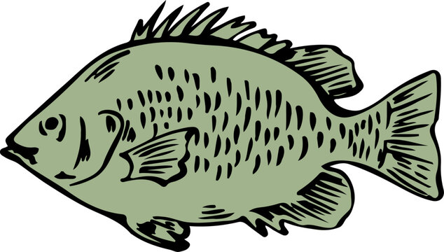 Sea bream or tilapia fish hand drawn sketch vector illustration