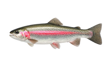 Obraz premium Vibrant rainbow trout, freshwater fish, colorful aquatic animal, healthy seafood, fishing sport catch isolated PNG with Transparent Background