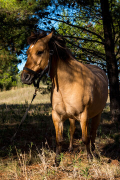 Caballo marron abajo de pinos