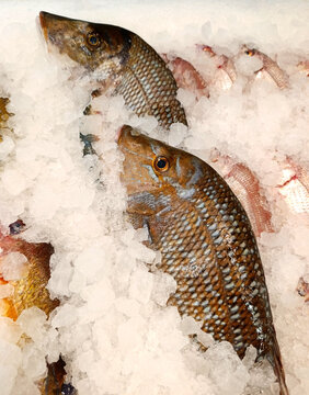 Freshly caught sheri fish, emperor fish or snapper on ice at the market display