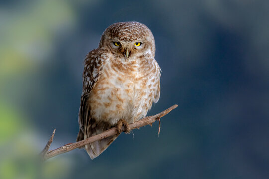 beautiful closeup of the spotted owlets on the tree 