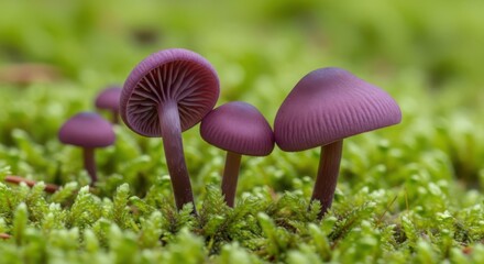 Fototapeta premium Vibrant Purple Mushrooms Growing Among Lush Green Moss in a Forest Setting