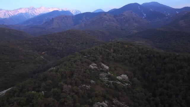 The beginning of spring blooming in the mountains. Talgar gorge. Ile-Alatau National Nature Park. The view from the drone.