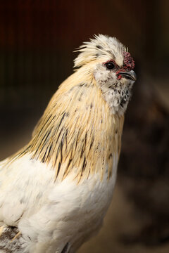 Silkie chicken portrait