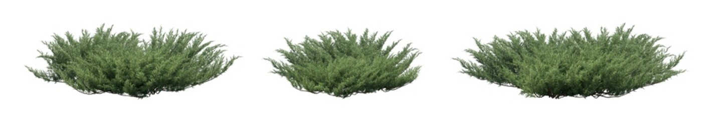 juniperus sabina (savin juniper, savin, sabina) isolated PNG on a transparent background premium nature cutout © Roman