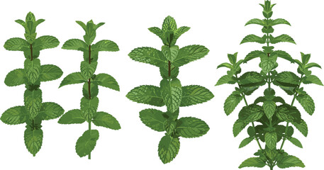 Fresh Green Mint Sprigs and Mentha Leaf Vector Set Isolated on White Background for Culinary, Herbal Tea, Wellness, and Organic Health Product Designs © MdRoni