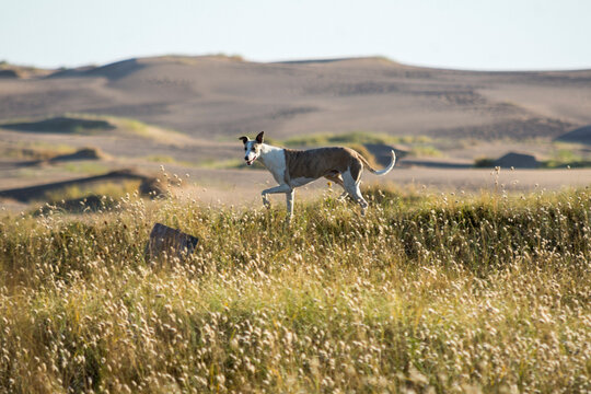 Galgo cazando en paisaje dunas medanos argentina