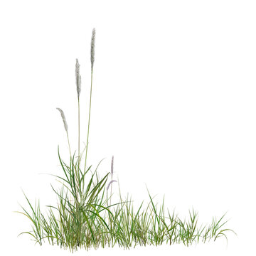 grass isolated on white background/High resolution wild green grass with white flowers isolated on white background. Realistic natural element for architectural visualization and environment design.