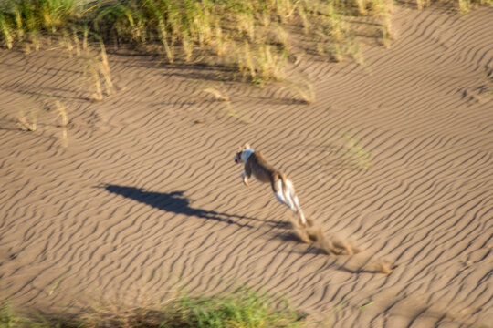 Galgo cazando mirando al horizonte en pastizal Argentina