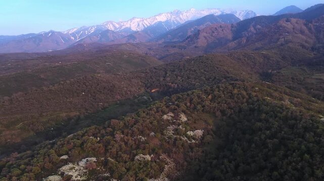 The beginning of spring blooming in the mountains. Talgar gorge. Ile-Alatau National Nature Park. The view from the drone.