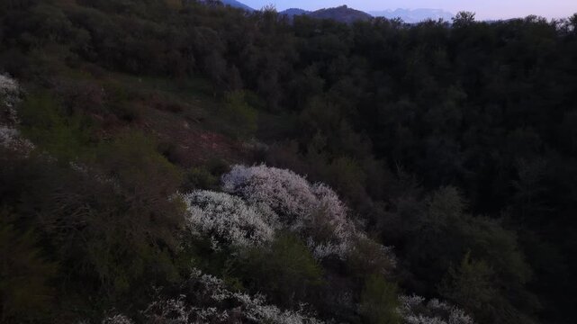 The beginning of spring blooming in the mountains. Talgar gorge. Ile-Alatau National Nature Park. The view from the drone.