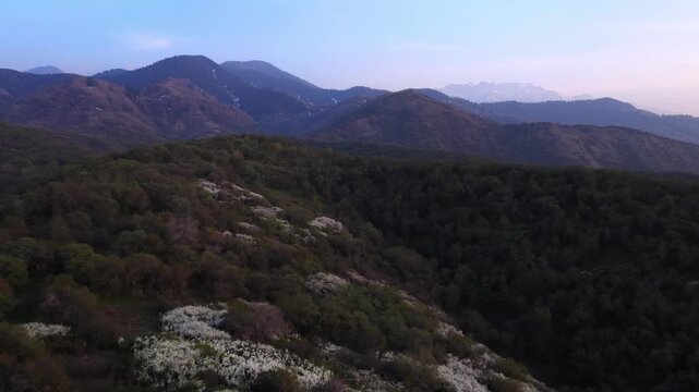 The beginning of spring blooming in the mountains. Talgar gorge. Ile-Alatau National Nature Park. The view from the drone.