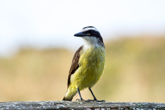 Benteveo Pitangus sulphuratus ave