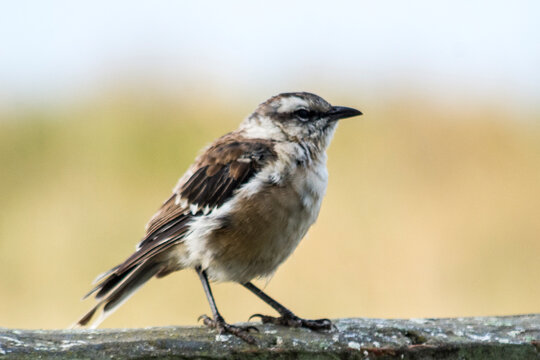 Calandria Juvenil Argetnina