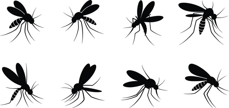 Set of Black Mosquito Vector Silhouettes in Various Poses for Public Health Education Malaria Prevention Disease Control and Insect Pest Awareness Graphic Design Projects.