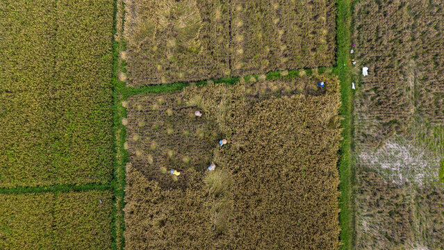 Aerial Top Down View of Farmers Harvesting Rice in Golden Paddy Fields