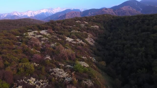 The beginning of spring blooming in the mountains. Talgar gorge. Ile-Alatau National Nature Park. The view from the drone.
