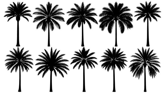 Elegant royal palm silhouette in solid black with a tall smooth trunk and perfectly symmetrical crown, clean vector clipart ideal for branding, logos, and tropical design projects.