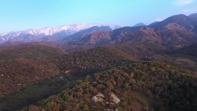The beginning of spring blooming in the mountains. Talgar gorge. Ile-Alatau National Nature Park. The view from the drone.