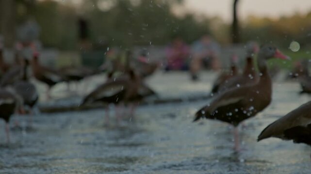 Egyptian goose takeoff from a pond together