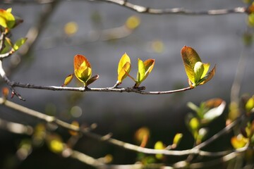 Gałązka aronii z młodymi, świeżymi liśćmi. Widoczne delikatne przyrosty rośliny w fazie wiosennego wzrostu, w naturalnym ogrodowym otoczeniu. © Adam