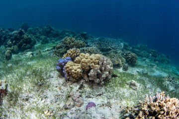 boulder star corals © Dindo Bibera Nueza 